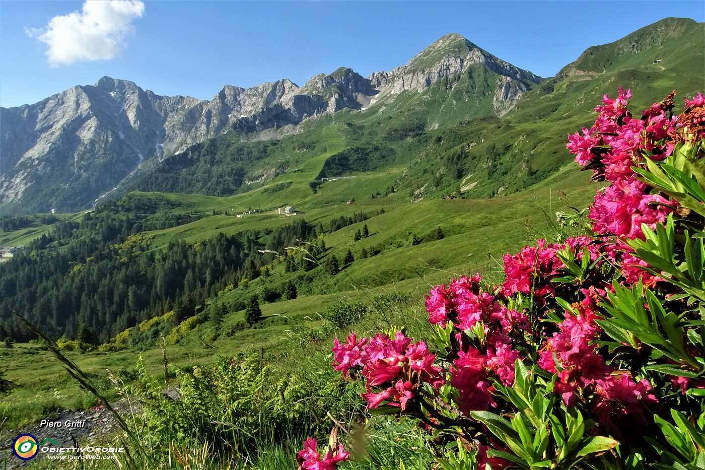 14 Rododendri rossi con vista sulla conca di San Simone e Cavallo-Pegherolo.JPG -                                